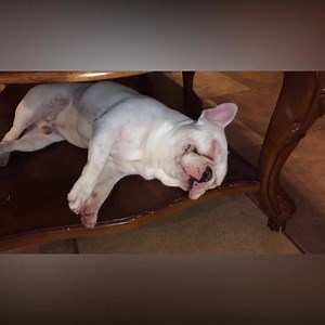 312K views · 2.9K reactions | Do Frenchies make the best faces or what? | America's Funniest Home Videos | Facebook