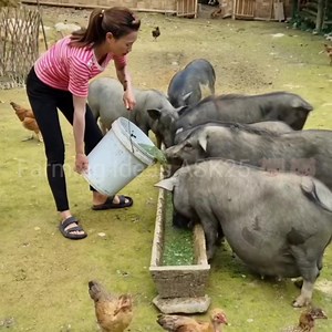 651K views · 7.1K reactions | While cooking vegetables and feeding pigs. #pigfarming #pigfarm #pigs #farm #farming #pork #agriculture #pig #realpigfarming #farmlife #pigfarmer #pigsofinstagram #meat #farmers #farmer #swinereproduction #pigfarmers #animalreproduction #veterinarymedicine #pecuaria #bacon #farms #animalagriculture #animalrights #vet #piglets #animalabuse #largeblackpigs #colombia #panama | Farming Ideas ASK25 | Facebook