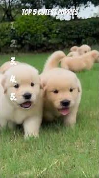 Top 5 Cutest Puppies You’ll See Today #puppies #puppy #pets