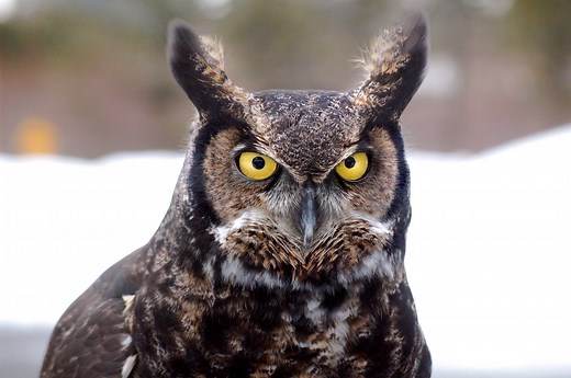 Great Horned Owl Calls, Hoots, Sounds (w/ AUDIO clips)