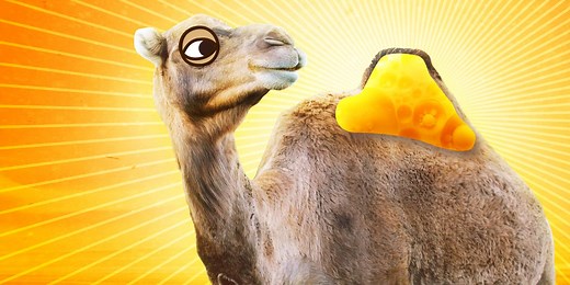 What's inside a camel hump?