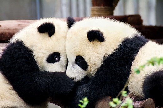 What is a Group of Pandas Called?