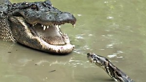 Alligator vs. Python