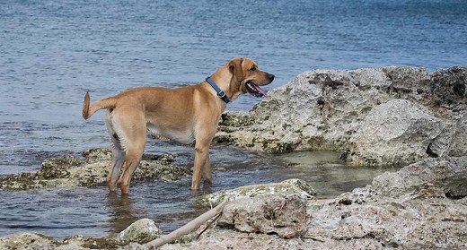 Different Types Of Labrador - Which Is Right For You?