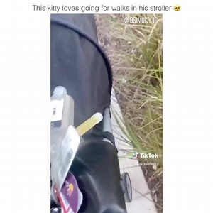 34K views · 1.8K reactions | How to entertain your cat lvl 99  | Amazingly Cat | Facebook