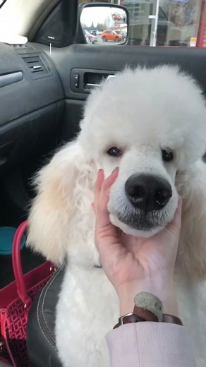 Poodle Coat Change: What to Expect and How to Manage It