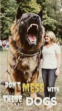 The Scariest Dog Breeds in the World 😱 #1 Will Shock You! #animals #doglovers