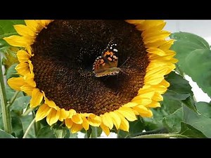 Sunflower Song