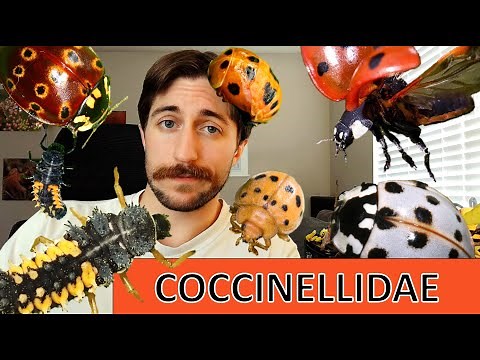 Coccinellidae: Lady Beetles - Family Spotlight