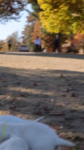 1.6K views · 653 reactions | . Baby polar bears✨ Give the best snuggles 殺 . #englishlabrador #labbreeder #whiteenglishlab #labrador #fyp #lablove #whiteenglishlabrador #fy #puppy | Hickory Bluff Labradors LLC | Facebook