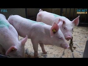 Feeding pigs: effect of silage