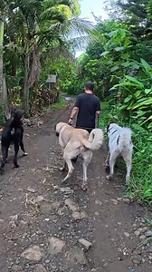 299K views · 3.7K reactions | big dog, small stick  | Supero Dog Farm | Facebook