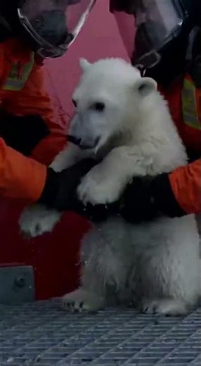 Polar Bear Cub Rescued as Ice Breaks Apart #shorts