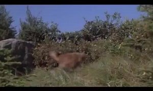 22K views · 222 reactions | This is movies video a brave Dog who saved three baby Leopards from a angry Wolf! | Animal World | Facebook