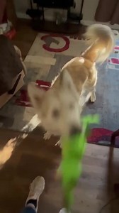 We’ve had Star in the rescue for over a year. I know the dogs that aren’t dog friendly take a long time to find a home for. But she’s so sweet and is just gorgeous! She’s easy to keep happy - just throw her ball or get her some good toys and she will entertain herself! She’s a goofball! She’s being fostered in the St Charles area. | Journey Home GSD Rescue