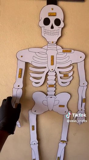 Creating a Model of the Human Skeleton