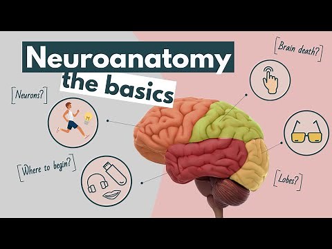 Brain anatomy and function, an overview | Neuroscience basics
