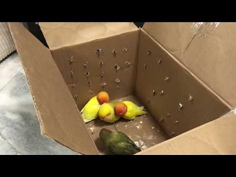 Unboxing a Flock of Lovebird Parrots and Gaining Their Trust!