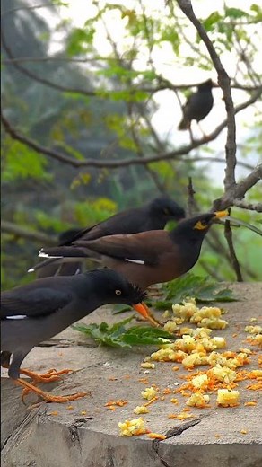 birds for cats to watch 10 hours