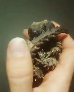 The armadillo girdled lizard might be the closest we’ll ever get to having real dragons. It lives in desert areas along the western coast of South Africa. They are incredibly territorial animals and live in groups of up to 60 individuals. While its scaly back is quite hard, the lizard’s underbelly is rather soft. In order to defend itself against predators, it curls forwards into a ball and bites onto its tail. This is similar to the way armadillos behave, which is where its name comes from. Sin