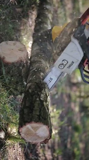 Learn How to Cut a Tree Trunk Properly and Safely
