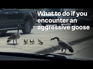 What to do if you encounter an aggressive goose