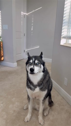 I’m not crying you’re crying! #dogsoffacebook #dogs #dog #husky #huskies | The Moriarty Family