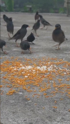 bird videos for cats to watch