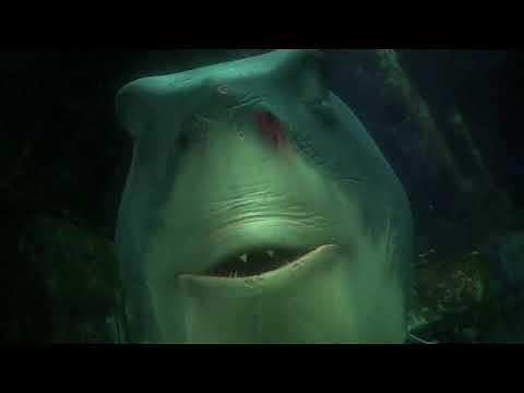 Finding Nemo - 2003 - Bruce the Shark Chase