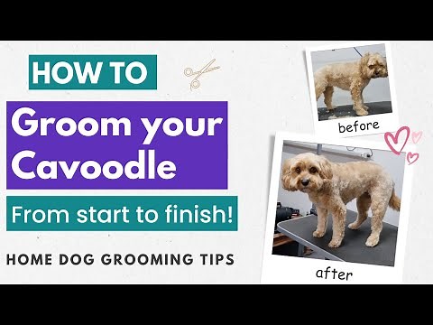 How To Groom Your Cavoodle or Cavapoo - From Start To Finish | Home Grooming Tips