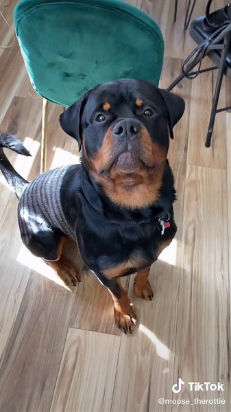 Effective Bark Training Tips for Rottweiler Puppies