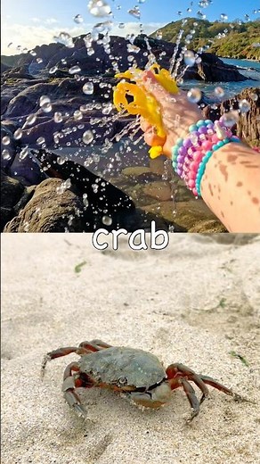 Sea Animal Names for Kids to Learn at the Rock Pool: Crab Sea Lion Pufferfish Walrus Shark