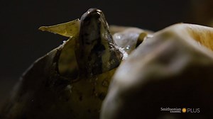 11K views · 217 reactions | Witness the miracle of life—snake style. It's World Snake Day. Watch these baby reptiles get born on Queen of the Pythons: https://bit.ly/3fzgdba | Smithsonian Channel Aviation Nation | Facebook