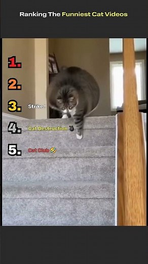 Funniest Cat Reactions Caught on Camera!