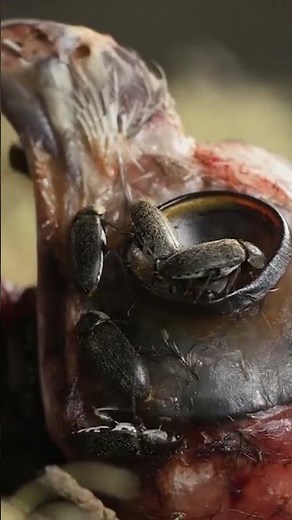 These Flesh-Eating Beetles Are an Ally to Museum Scientists | #DeepLook #Shorts