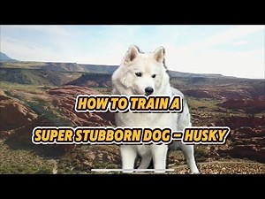 Husky training: tips and tricks