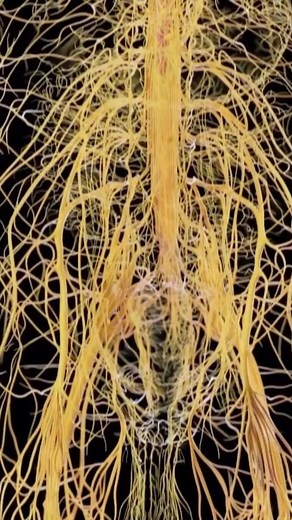 386K views · 81 reactions | The nervous system is a complex network...