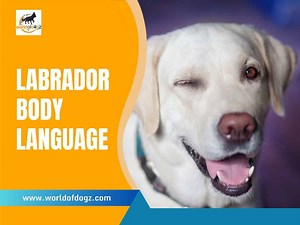Labrador Body Language: How to Understand What Your Lab Is Saying