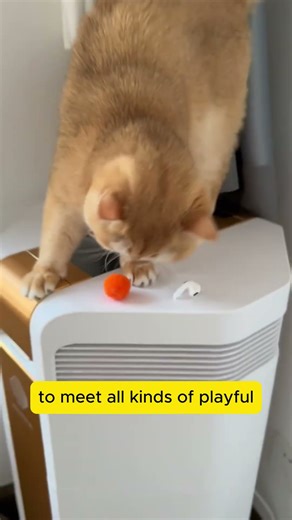 100 Ways to Entertain Your Cat for Less Than 13 Yu