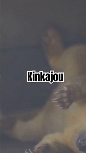 Amazing Kinkajou Facts 🐾 | The Rainforest's Nighttime Acrobat!