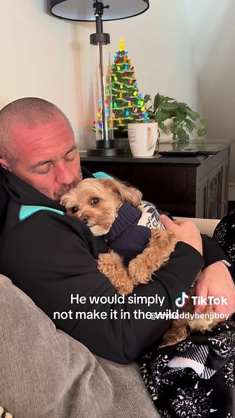 Cavapoo Adventures: Benji's Wild Journey