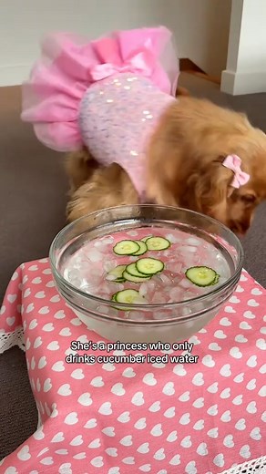 55K views · 1.6K reactions | Please JOIN Life with Cocker Spaniel! Pure water, pure food. How beautiful is his eating style? #dog #puppy #loveyou #cockerspaniel | Cocker Spaniel World | Facebook