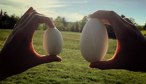 Can You Eat Goose Eggs? You Bet! Here Are Some Ways To Cook Them