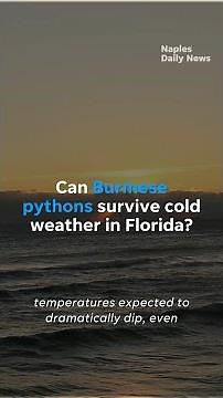 Cold weather in Florida: Can Burmese pythons survive?