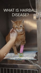 As a cat owner, you're likely familiar with the sound of your furry baby hacking up a hairball. It may seem like a minor inconvenience, but they can actually cause significant discomfort and even blockages in your cat's digestive system. That's why it's important to be aware of hairball prevention and treatment. Watch the video to learn more. 💡 | The Cat Clinic