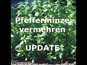 Pfefferminze vermehren - Update