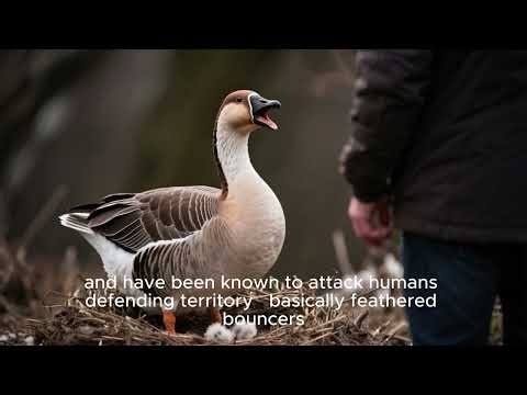 Why Are Geese Hissing at Everyone Around Them? Surprising Goose Facts! 🦢