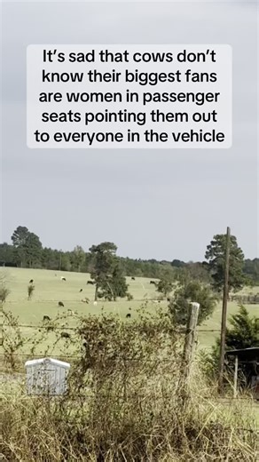Cows: The Adorable Animals Loved by Women in Cars