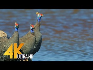 4K Amazing African Birds - African Wildlife Video with Birds Sounds - 2 HRS