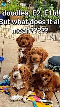 What Does F1 Mean in Dog Breeds? | F1, F1b & F2 Explained Simply